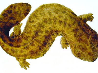 Japanese giant salamander