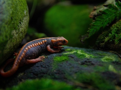 Japanese Giant Salamander
