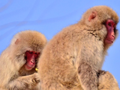 Japanese Macaque