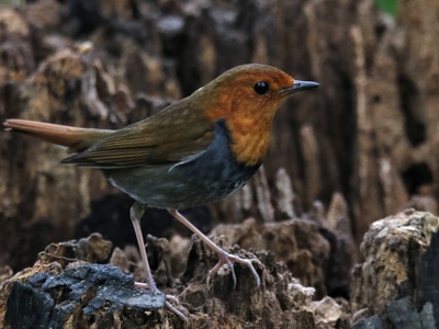 Japanese Robin