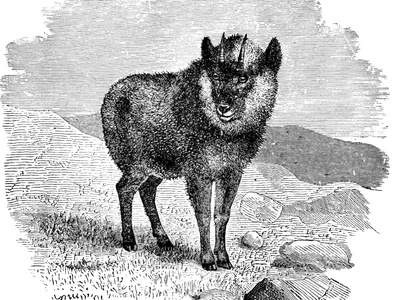 Japanese Serow
