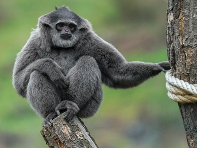 Javan Gibbon