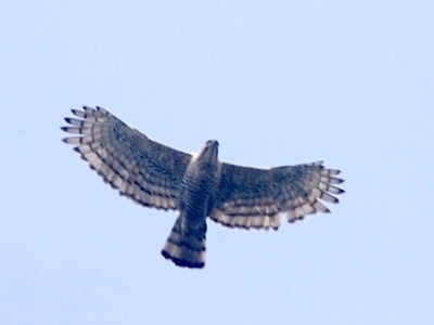 Javan Hawk-Eagle