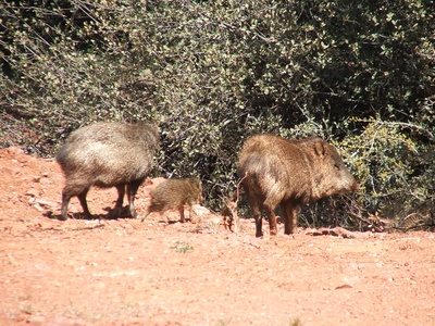 Javelina