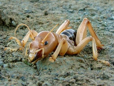 Jerusalem Cricket