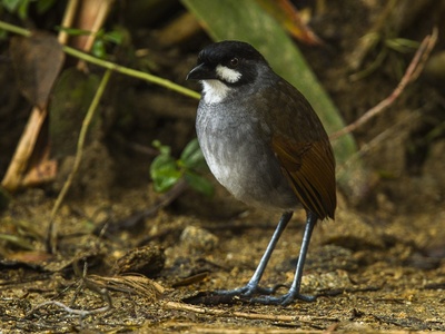 Jocotoco Antpitta