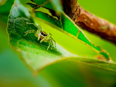 Jumping Spider