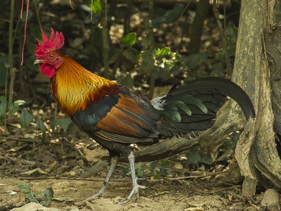 Junglefowl