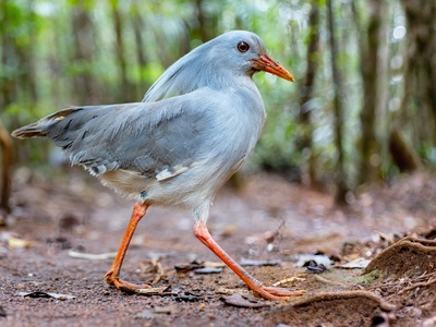 Kagu