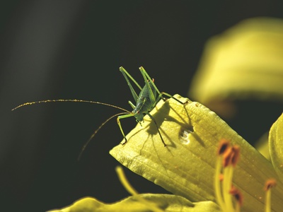 Katydid