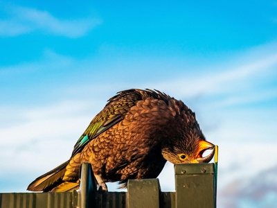 Kea
