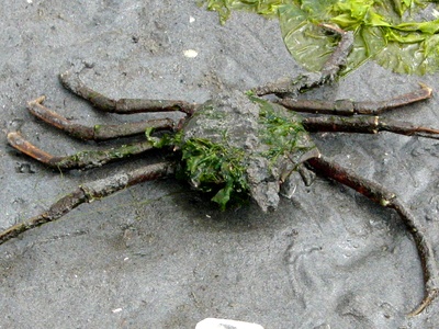 Kelp Crab