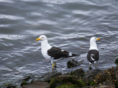 Kelp Gull