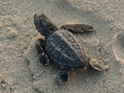 Kemp's Ridley Sea Turtle