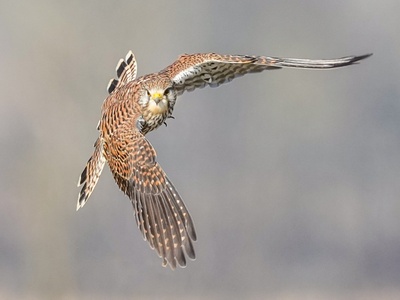 Kestrel