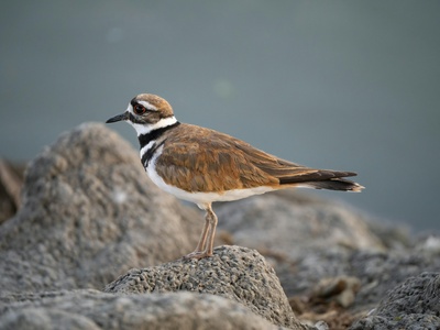 Killdeer