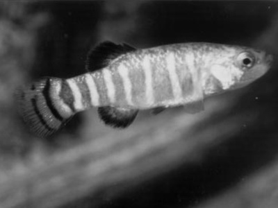 Killifish