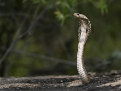 King Cobra