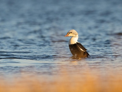 King Eider