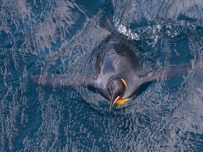 King Penguin
