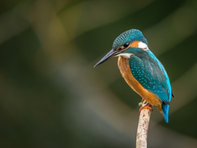 Kingfisher