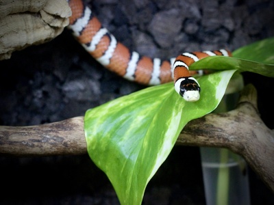 Kingsnake