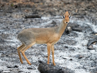 Kirk's Dik-dik