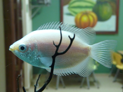 Kissing Gourami