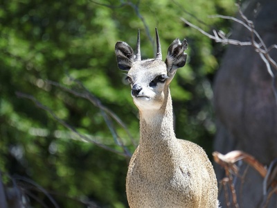 Klipspringer