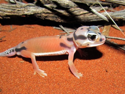 Knob-tailed Gecko