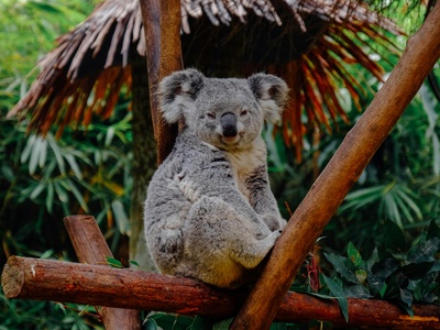Koala