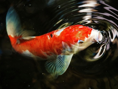 Koi Carp