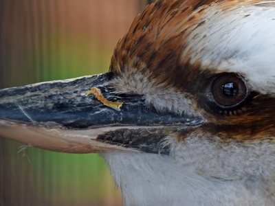 Kookaburra