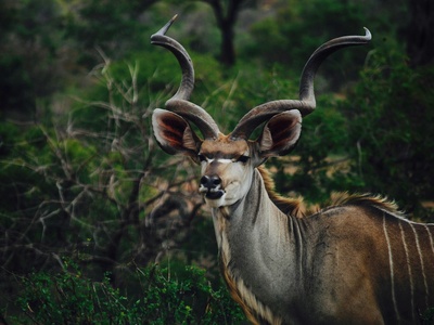 Kudu