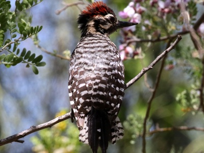 Ladder-backed Woodpecker