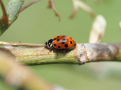 Ladybird