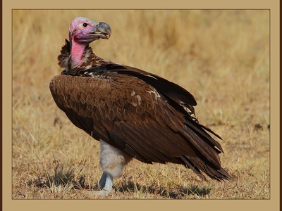 Lappet-faced vulture