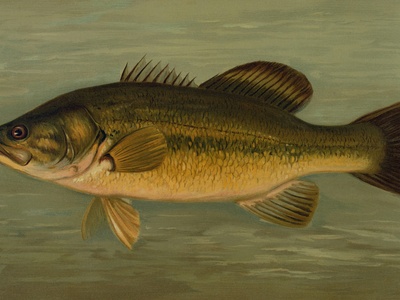Largemouth bass