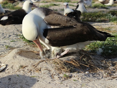 Laysan albatross