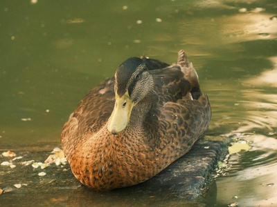 Laysan duck
