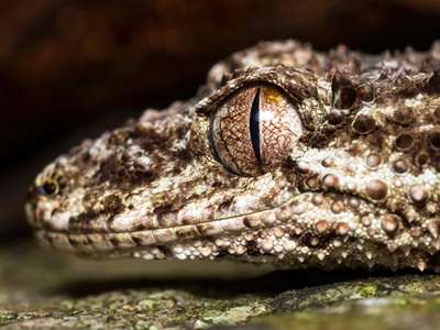 Leaf-tailed gecko