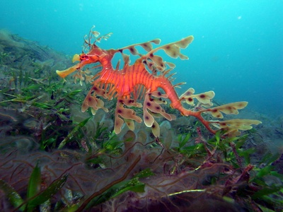 Leafy seadragon