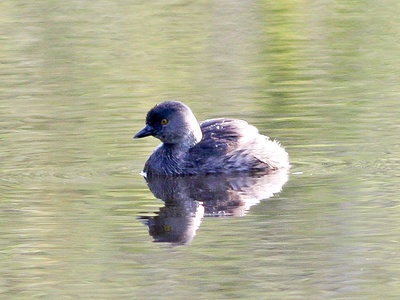 Least Grebe