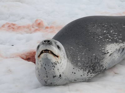 Leopard seal
