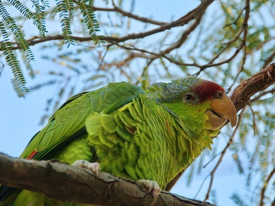 Lilac-crowned Parrot