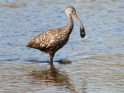 Limpkin