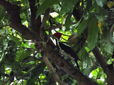 Lineated Woodpecker