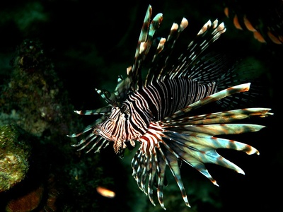 Lionfish