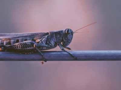 Locust