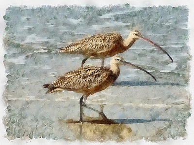 Long-billed curlew